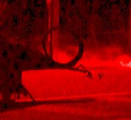 Aqui teniu, la cua del drac